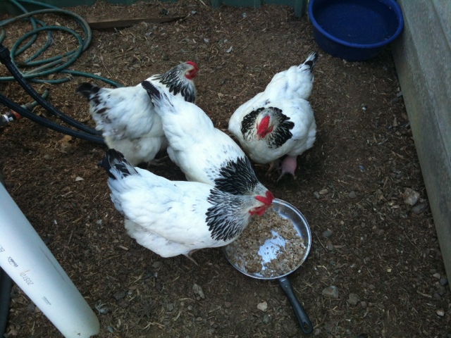 Afternoon tea in the Chicken Yard - Porridge and Natural yoghurt, mixed into their pellets.