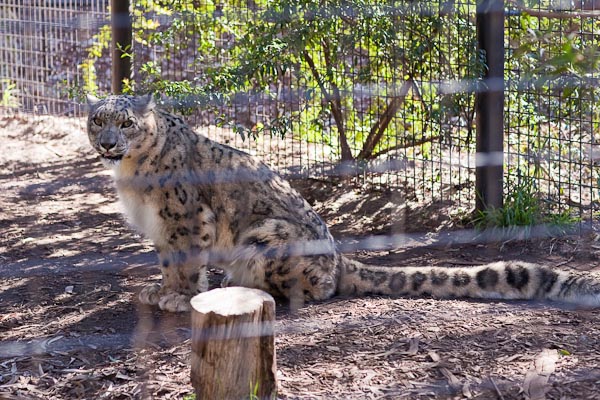 Snow Leopard, National Zoo Canberra.