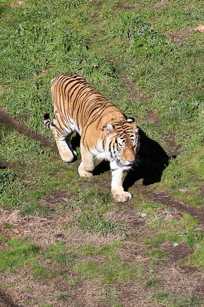 Tiger, National Zoo Canberra