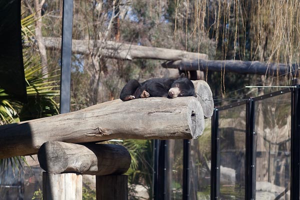 Sun Bear Cub, National Zoo Canberra.
