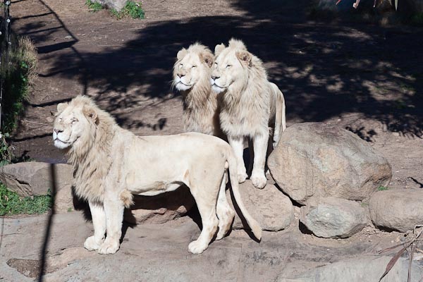 White Lions, National Zoo Canberra.